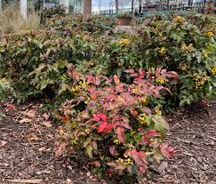 Attēlu rezultāti vaicājumam “Mahonia aquifolium”