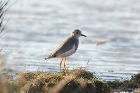 Image result for Vanellus leucurus