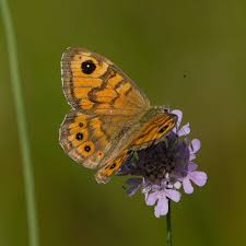 Attēlu rezultāti vaicājumam “Lasiommata megera underside”
