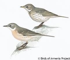 Image result for Anthus spinoletta