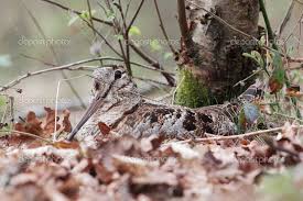 Attēlu rezultāti vaicājumam “Scolopax rusticola nest”