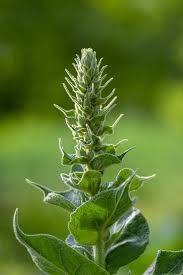 Attēlu rezultāti vaicājumam “Verbascum densiflorum bud”