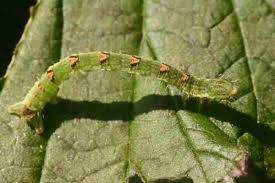 Attēlu rezultāti vaicājumam “Mesoleuca albicillata”