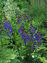 Attēlu rezultāti vaicājumam “Galega orientalis leaf”