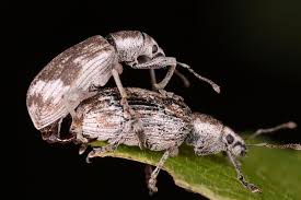 Attēlu rezultāti vaicājumam “Polydrusus tereticollis”