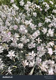 Attēlu rezultāti vaicājumam “Dianthus arenarius flower”