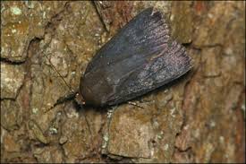 Attēlu rezultāti vaicājumam “Amphipyra livida”