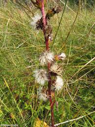 Attēlu rezultāti vaicājumam “Ligularia sibirica flower”