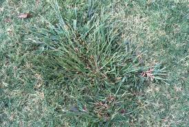 Attēlu rezultāti vaicājumam “Digitaria ischaemum leaf”