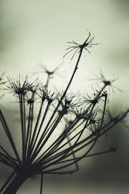 Attēlu rezultāti vaicājumam “Heracleum sosnowskyi flower”