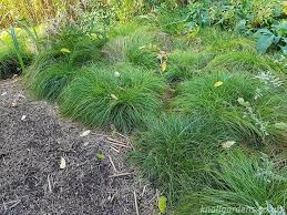 Attēlu rezultāti vaicājumam “Carex remota”