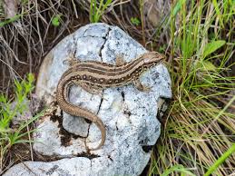Attēlu rezultāti vaicājumam “Lacerta agilis female”