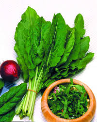 Attēlu rezultāti vaicājumam “Rumex acetosa”