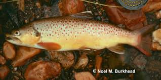 Image result for Salmo ciscaucasicus