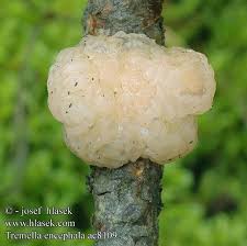 Attēlu rezultāti vaicājumam “Tremella encephala”