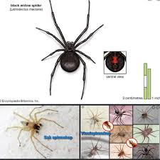 Attēlu rezultāti vaicājumam “Stemonitopsis hyperopta var. landewaldii stalked”