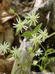 Attēlu rezultāti vaicājumam “Stellaria crassifolia leaf”
