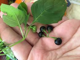 Attēlu rezultāti vaicājumam “Solanum nigrum”