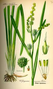 Attēlu rezultāti vaicājumam “Sparganium erectum aggr. leaf”