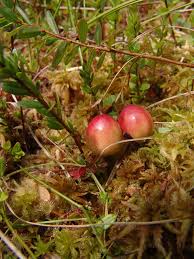 Attēlu rezultāti vaicājumam “Oxycoccus palustris fruit”