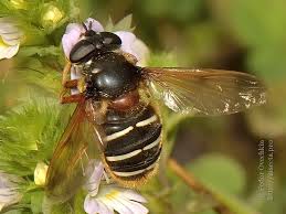 Attēlu rezultāti vaicājumam “Sericomyia lappona”