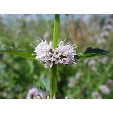 Attēlu rezultāti vaicājumam “Mentha arvensis flower”