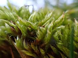 Attēlu rezultāti vaicājumam “Hypnum cupressiforme var. subjulacum”