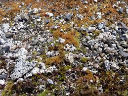 Attēlu rezultāti vaicājumam “Bryum pallens sporophyte”