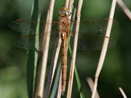 Attēlu rezultāti vaicājumam “Aeshna isoceles”