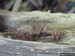 Attēlu rezultāti vaicājumam “Stemonitis fusca”