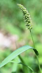 Attēlu rezultāti vaicājumam “Setaria viridis”