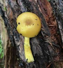 Attēlu rezultāti vaicājumam “Tricholomopsis decora”