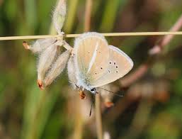 Attēlu rezultāti vaicājumam “Agrodiaetus damon underside”