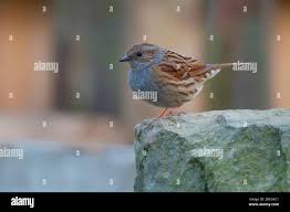 Attēlu rezultāti vaicājumam “Prunella modularis”