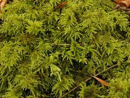 Attēlu rezultāti vaicājumam “Thamnobryum alopecurum”