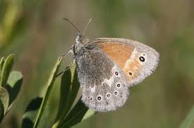 Attēlu rezultāti vaicājumam “Coenonympha tullia”
