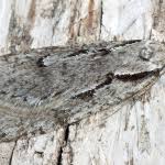 Attēlu rezultāti vaicājumam “Semioscopis avellanella”