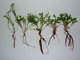 Attēlu rezultāti vaicājumam “Filipendula vulgaris fruit”