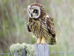 Attēlu rezultāti vaicājumam “Asio flammeus”