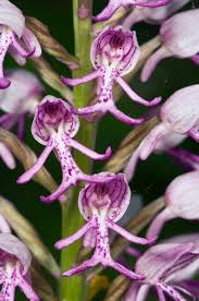 Attēlu rezultāti vaicājumam “Orchis militaris flower”