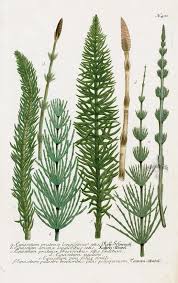 Attēlu rezultāti vaicājumam “Equisetum pratense”