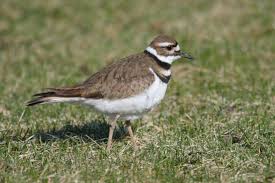 Image result for Charadrius vociferus