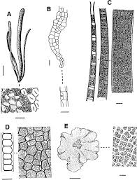 Attēlu rezultāti vaicājumam “Chaetophora pisiformis”