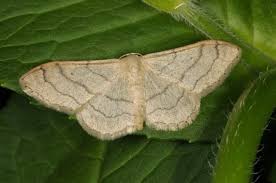 Attēlu rezultāti vaicājumam “Idaea aversata”