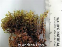 Attēlu rezultāti vaicājumam “Cinclidium stygium”