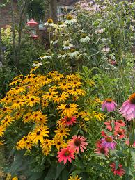 Attēlu rezultāti vaicājumam “Cystiphora sanguinea larva”
