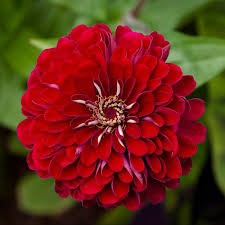 Image result for Zinnia elegans