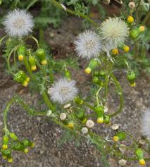 Attēlu rezultāti vaicājumam “Senecio viscosus fruit”
