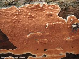 Attēlu rezultāti vaicājumam “Gloeoporus taxicola”