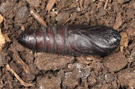 Attēlu rezultāti vaicājumam “Phalera bucephala larva”